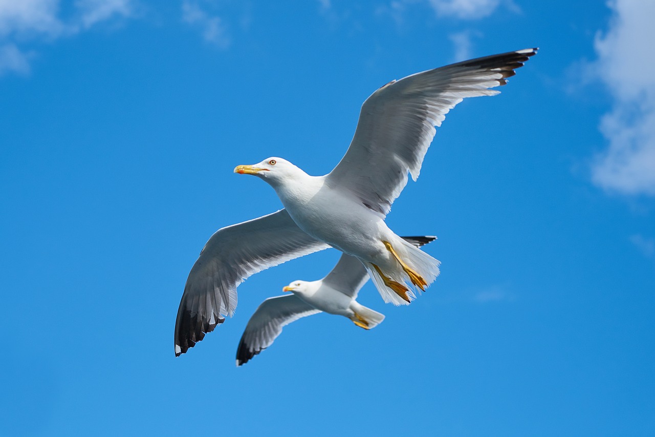 seagull bird beautiful free photo