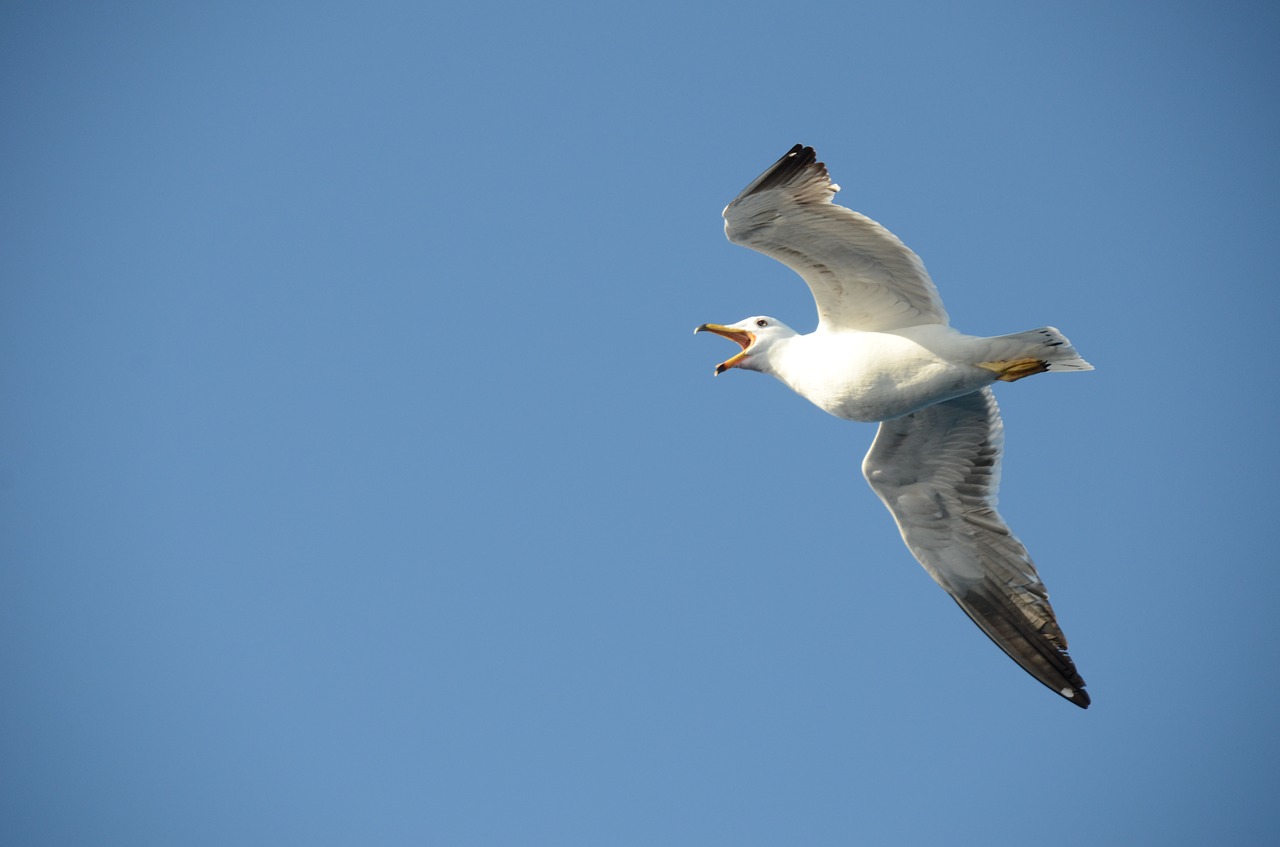 seagull bird babu free photo