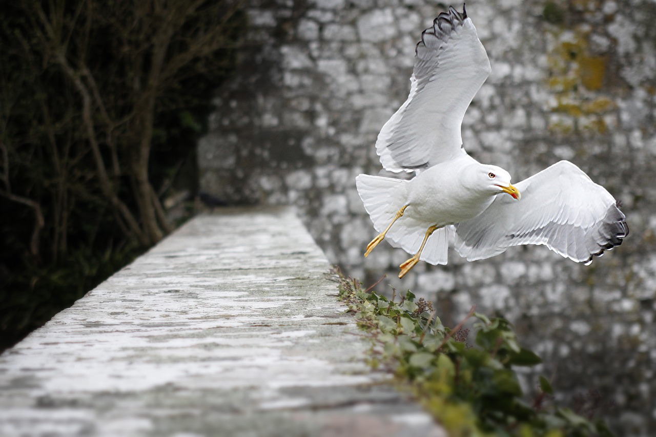 seagull fly bird free photo