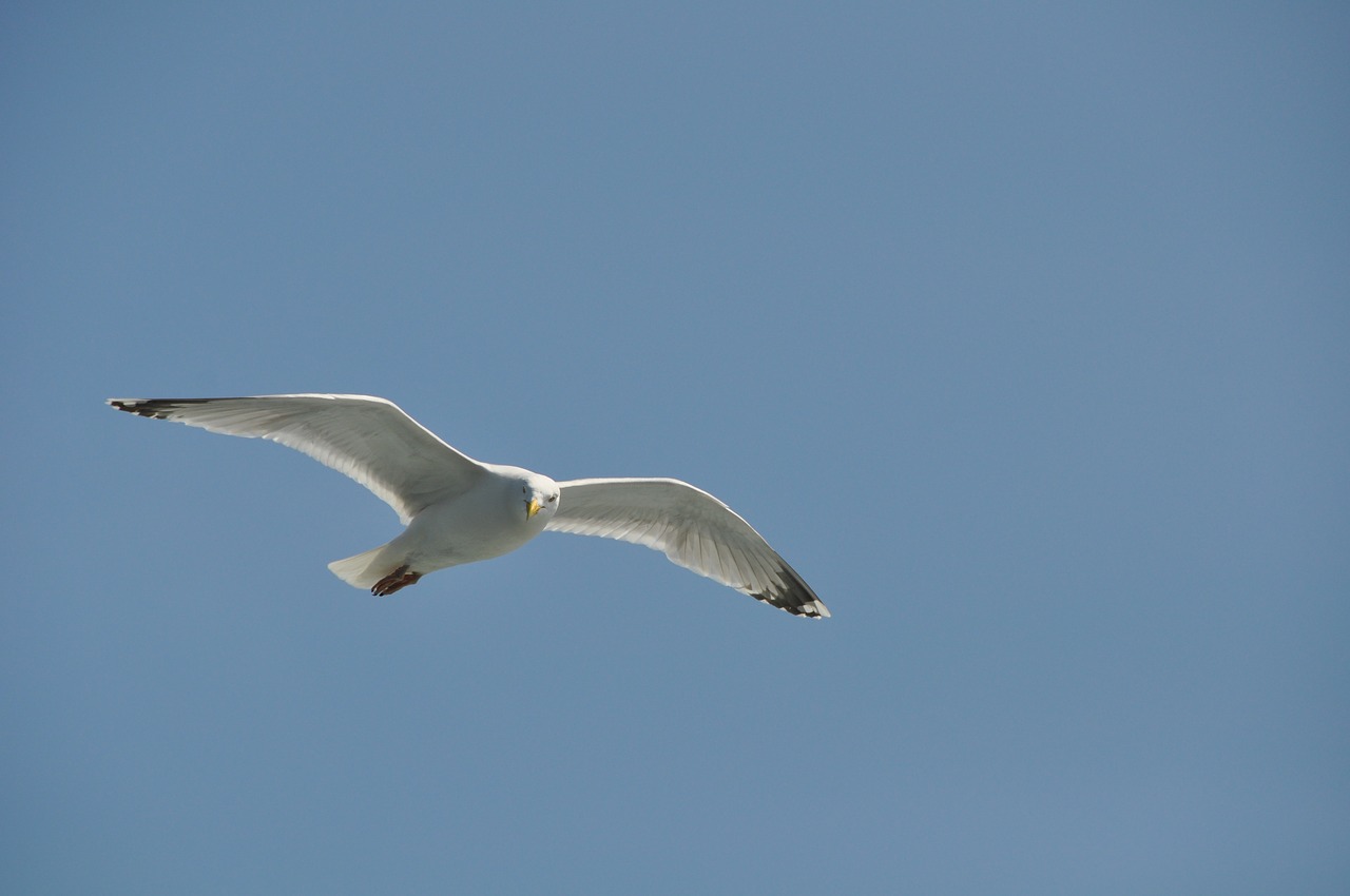 seagull bird flight free photo