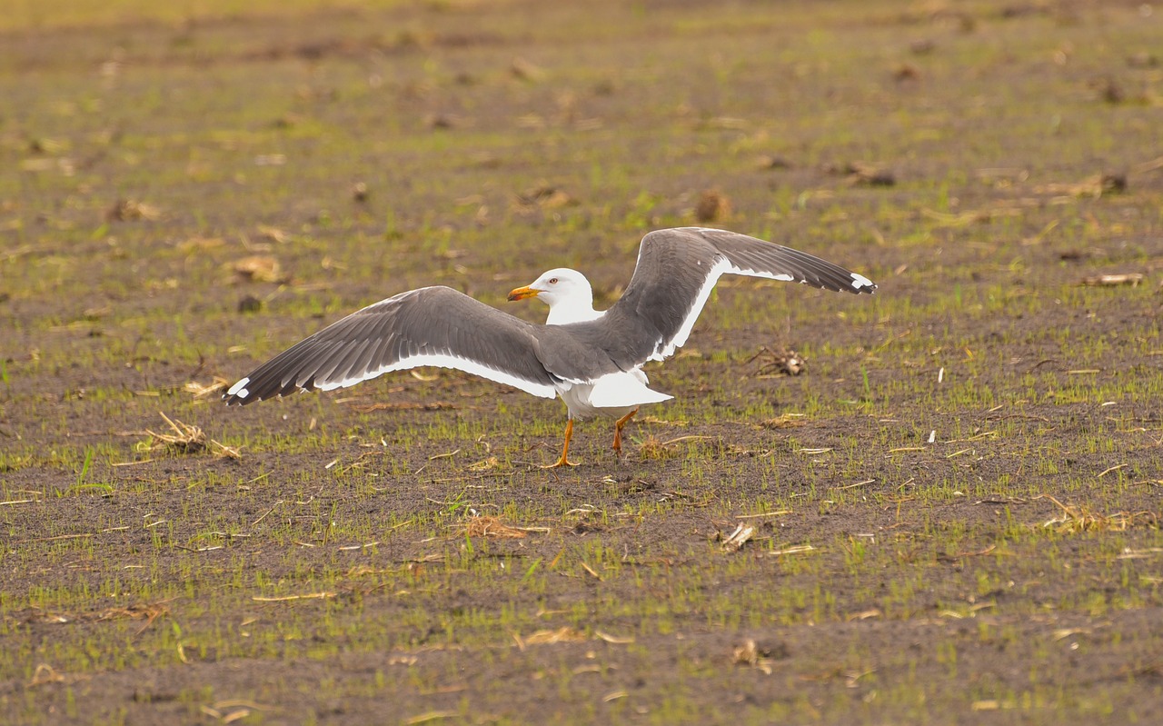 seagull eat nature free photo