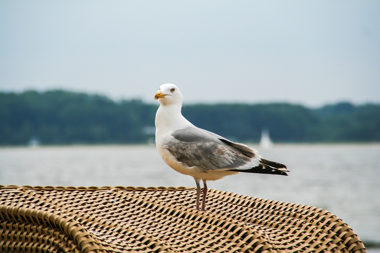 seagull black headed gull bird free photo