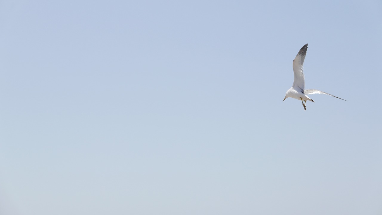 seagull sea sky free photo