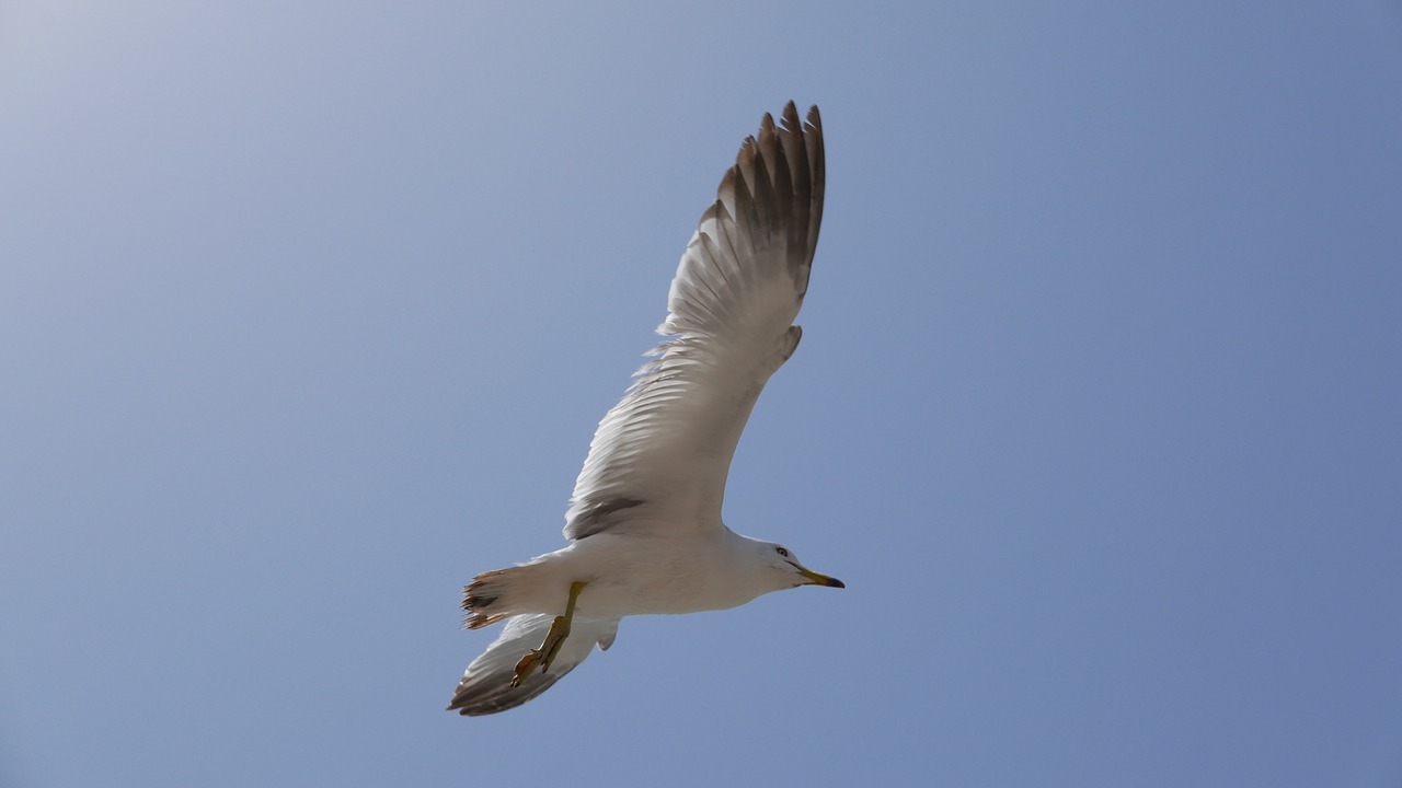 seagull sea sky free photo