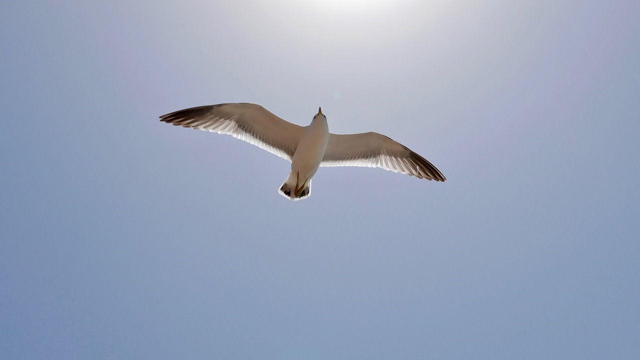 seagull sea sky free photo