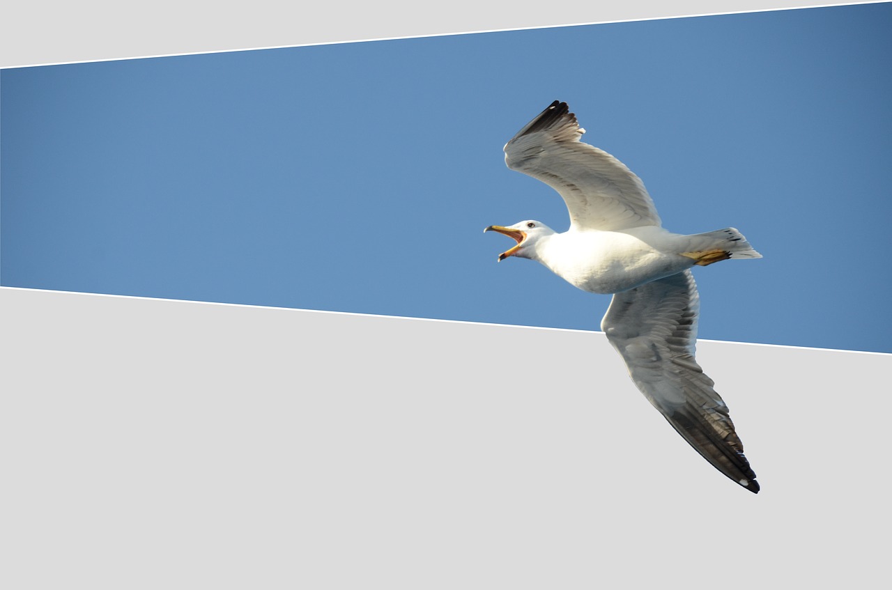 seagull bird babu free photo