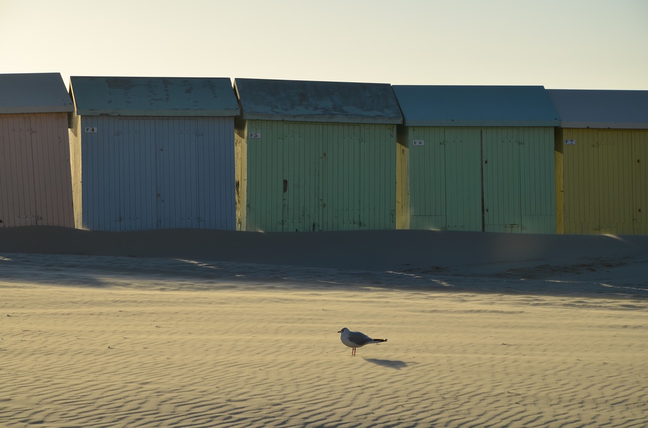 seagull beach bird free photo