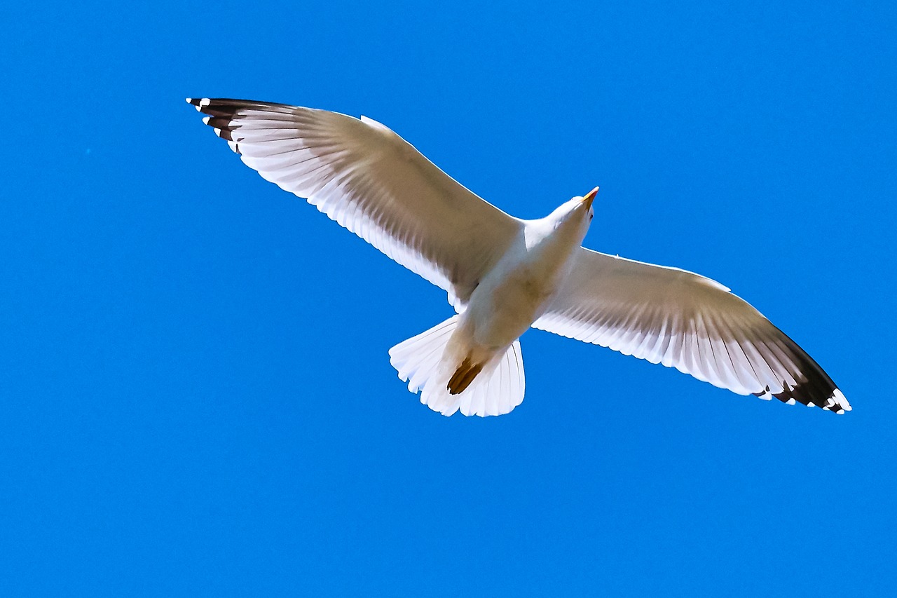 seagull sky fly free photo