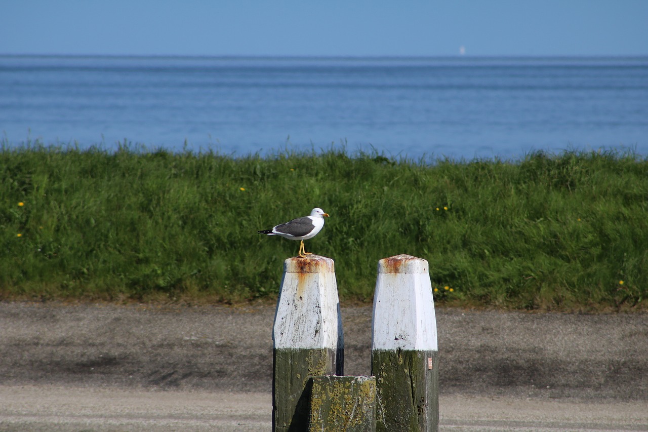 seagull port bird free photo