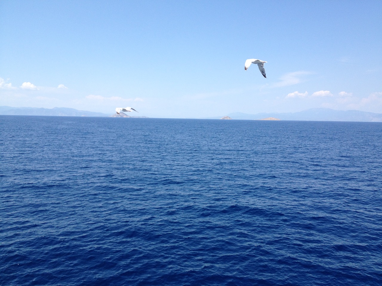 seagull sea bird free photo