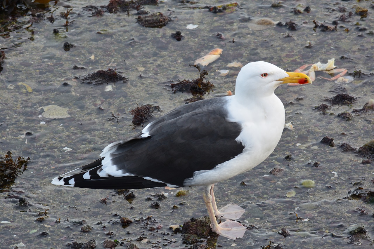 seagull sea brittany free photo