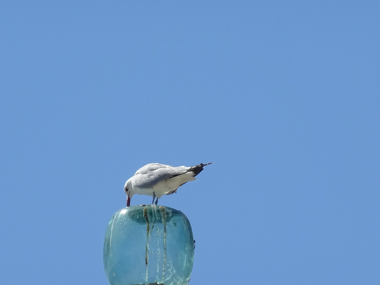 seagull sea beach free photo