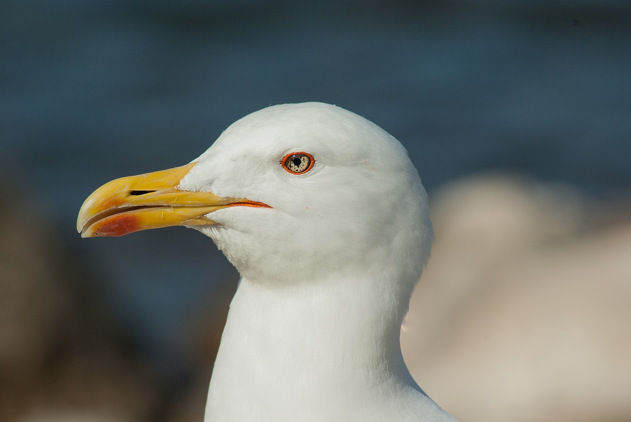 seagull beak sea ​​bird free photo