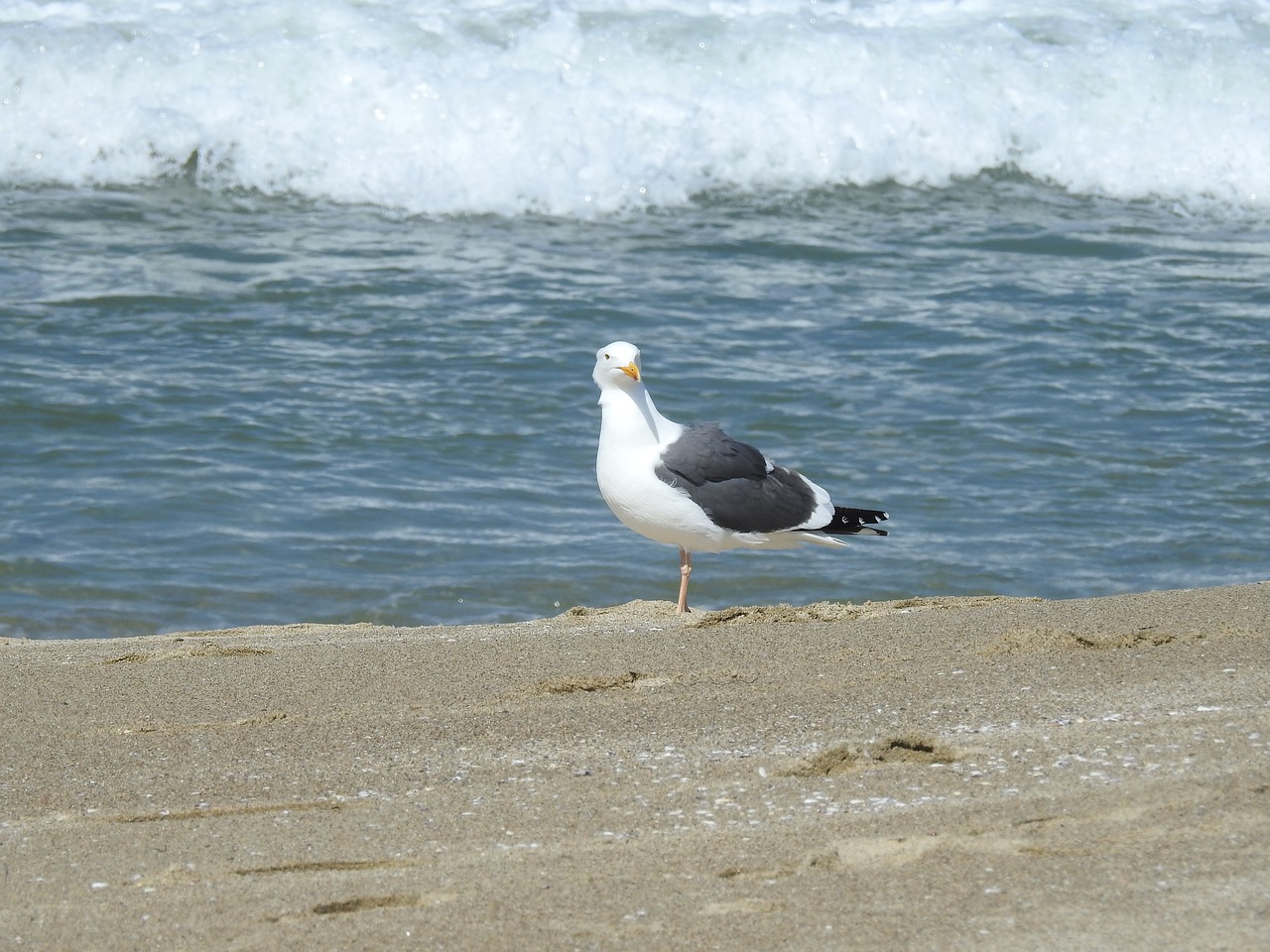 seagull wave coast free photo