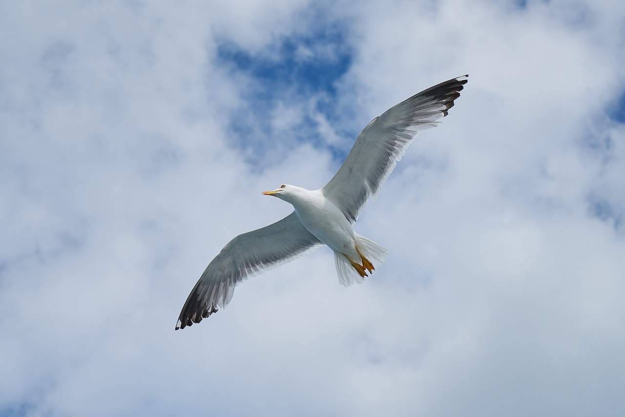 seagull bird wing free photo