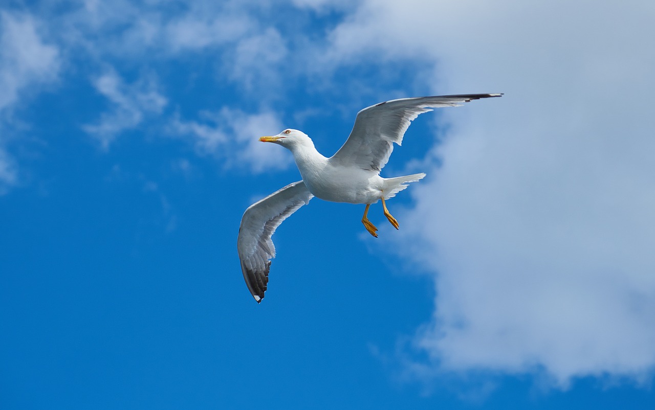 seagull bird wing free photo