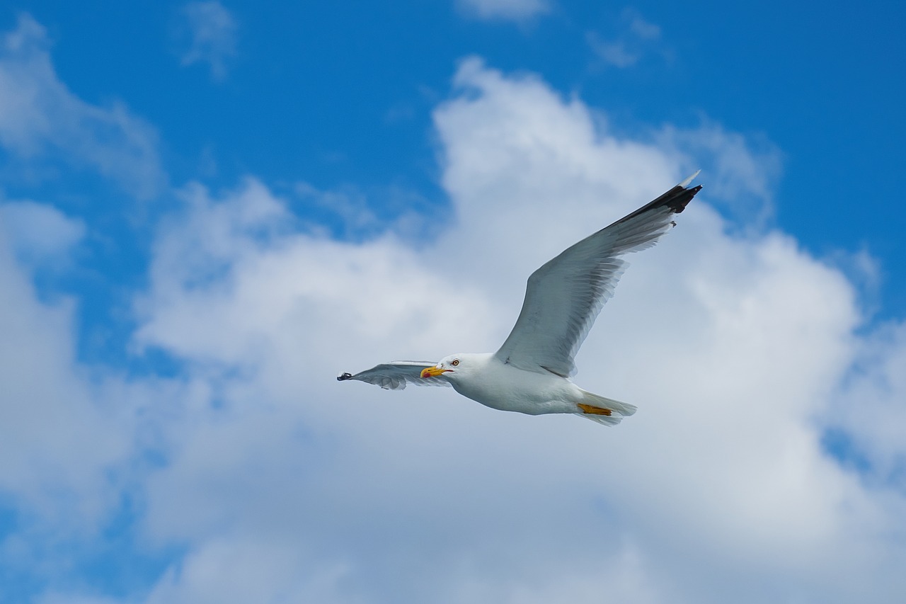 seagull bird wing free photo