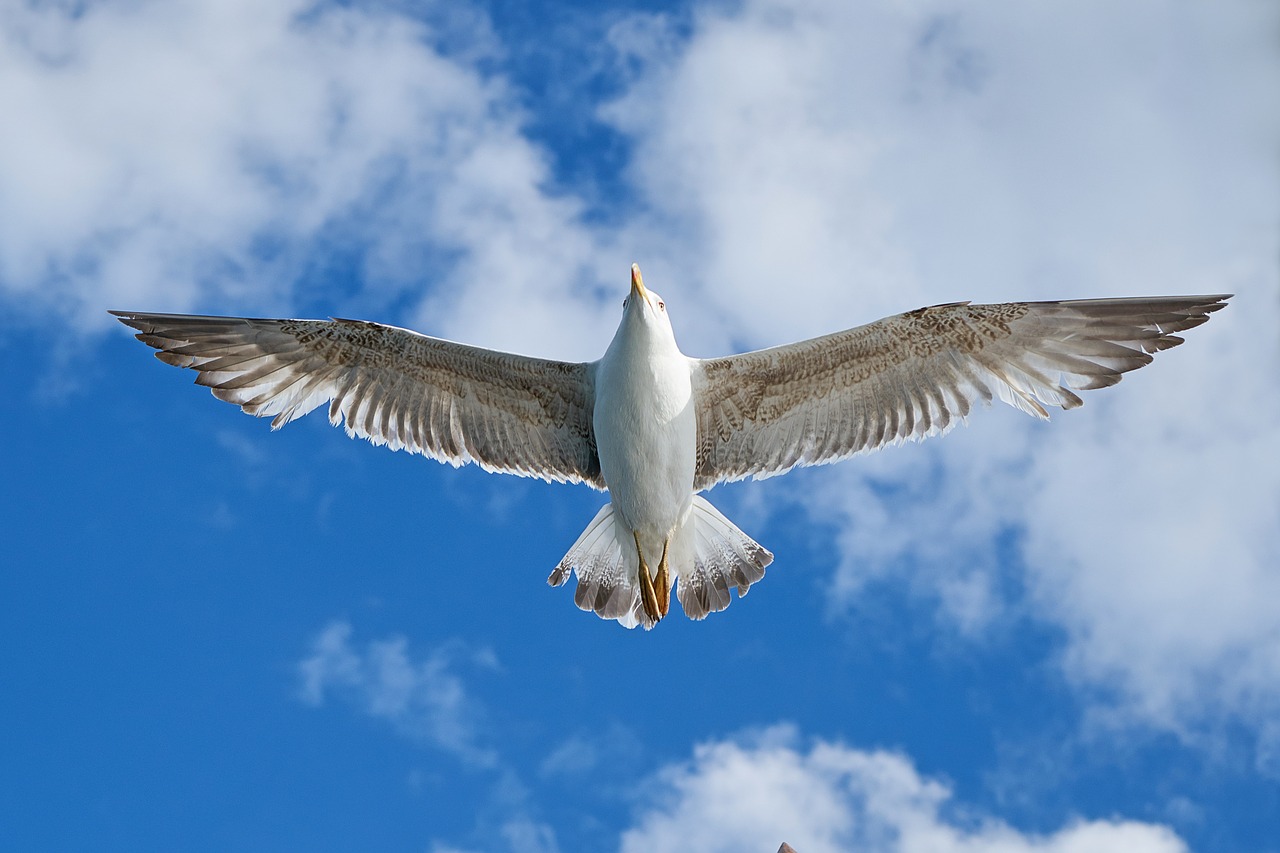 seagull bird wing free photo