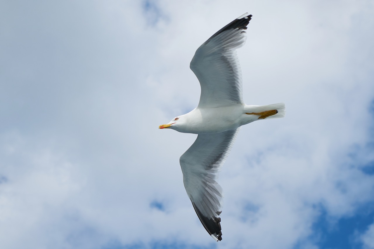 seagull bird wing free photo