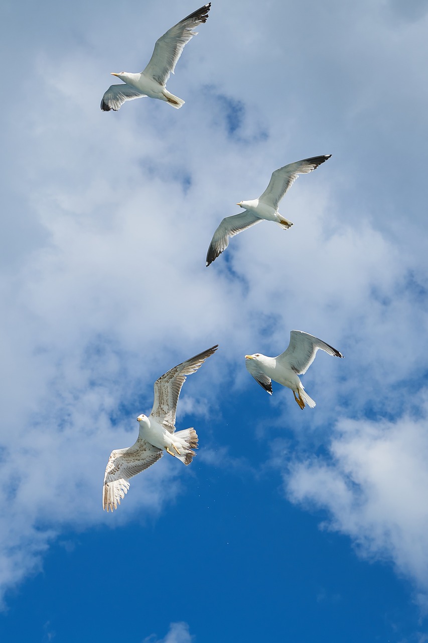 seagull bird wing free photo