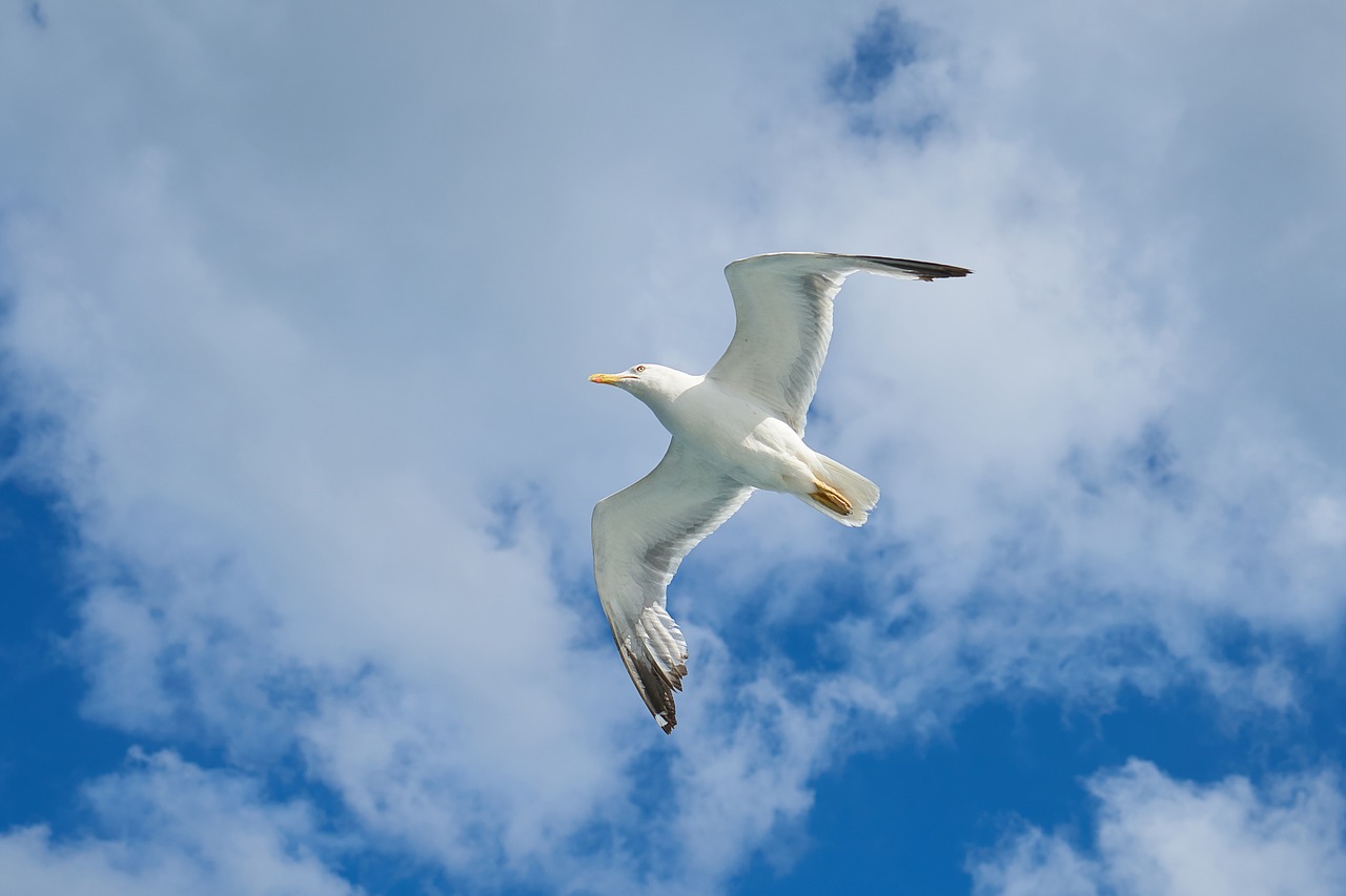 seagull bird wing free photo