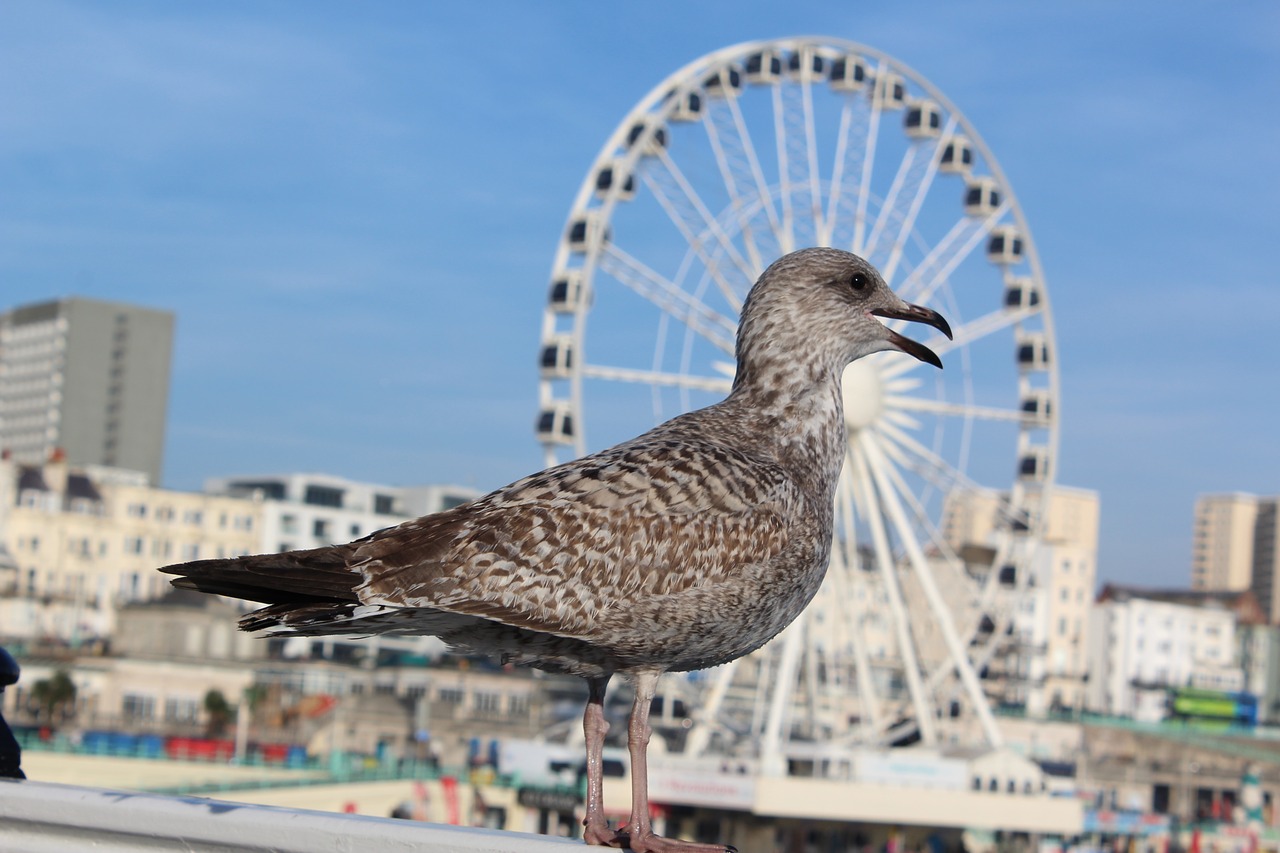 seagull coast ferris wheel free photo