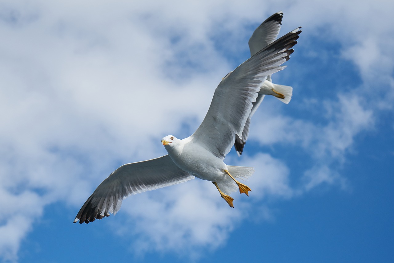 seagull bird to migrate free photo