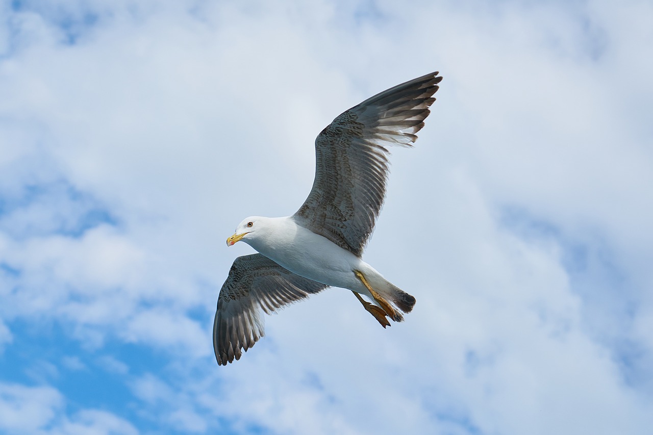 seagull bird to migrate free photo