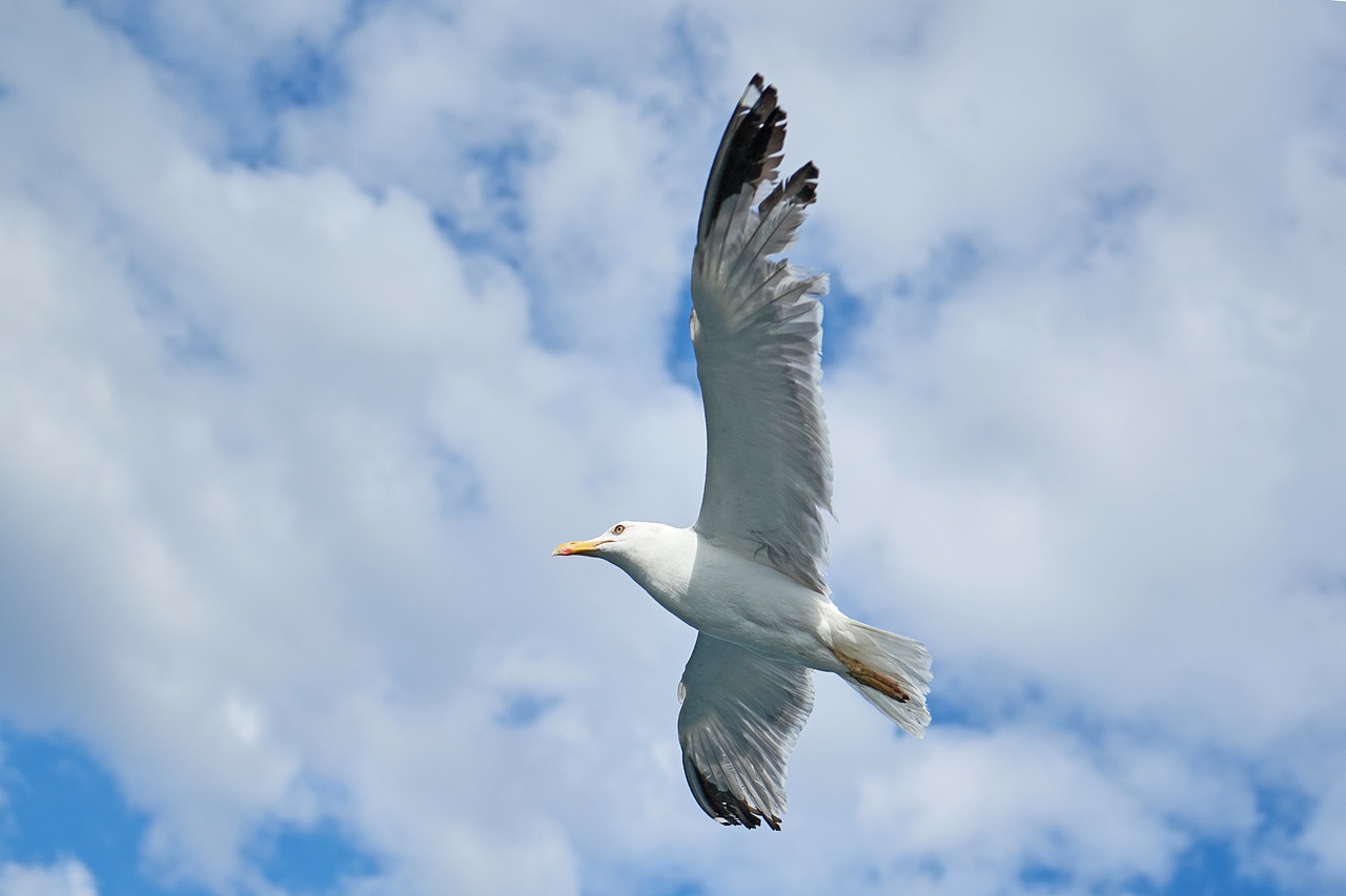 seagull bird to migrate free photo