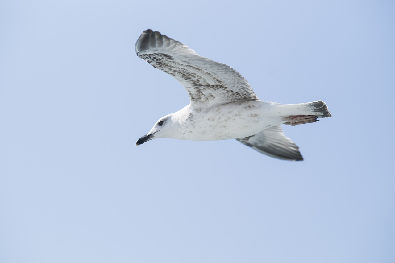 seagull bird background free photo