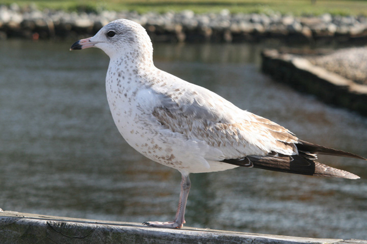 seagull nautical bird free photo