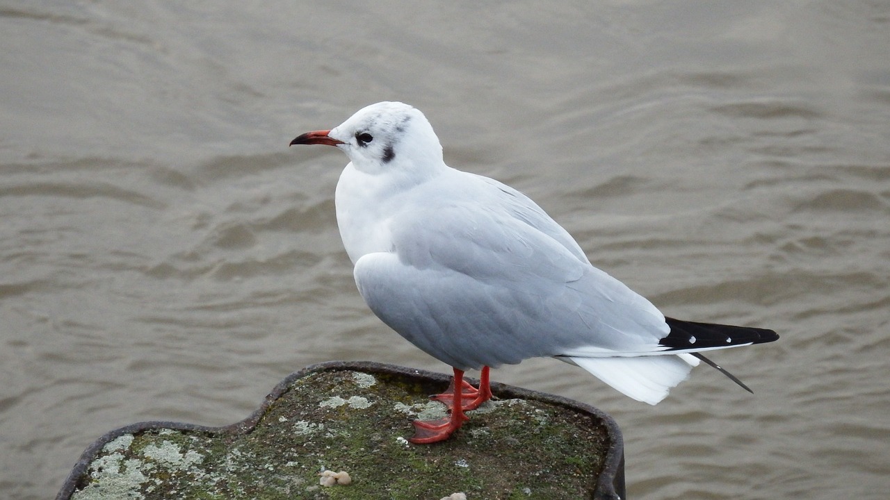 seagull gulls water free photo