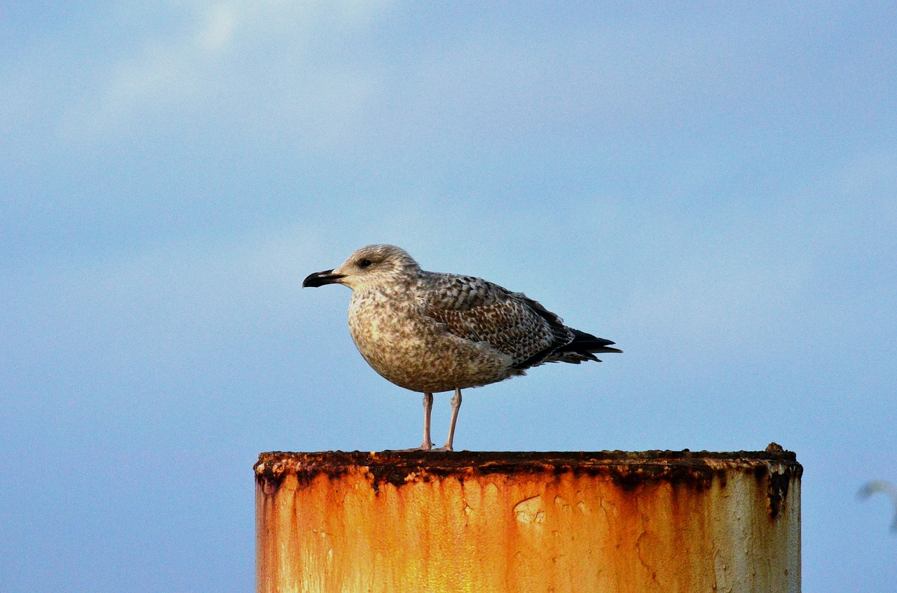 seagull gull baltic sea free photo