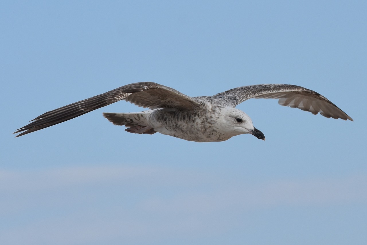 seagull bird animal free photo