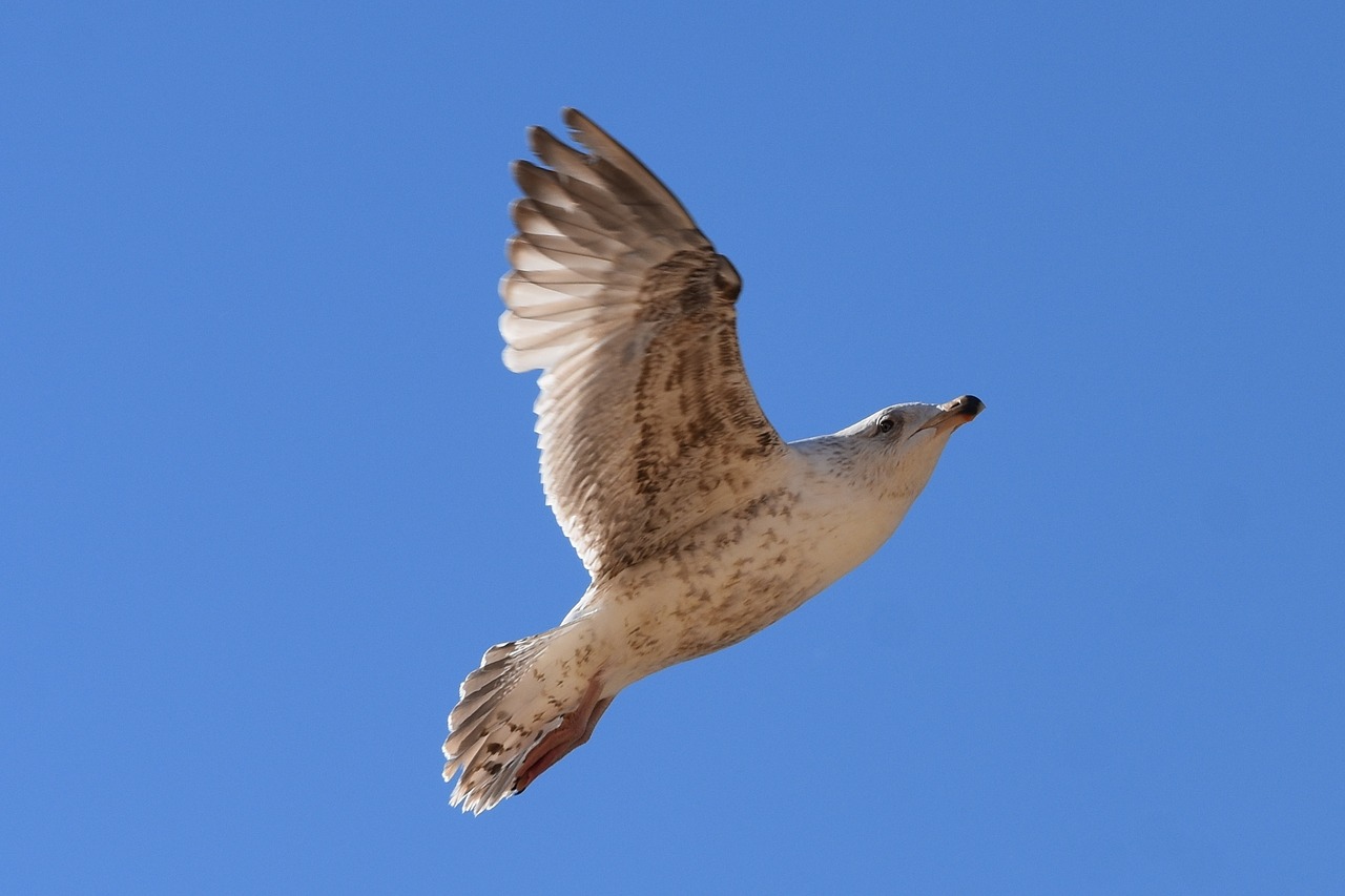 seagull bird fly free photo