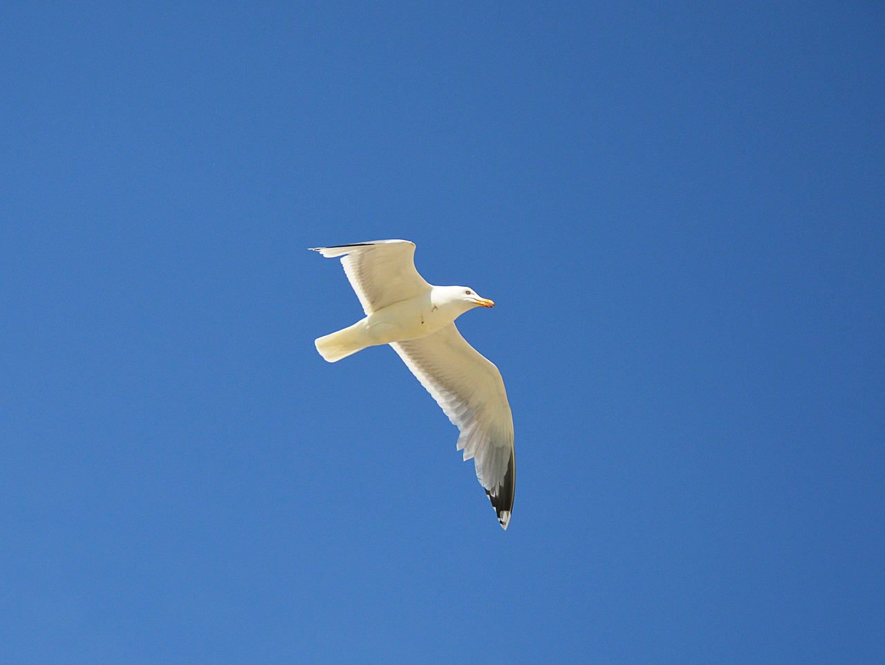 seagull flight sky free photo