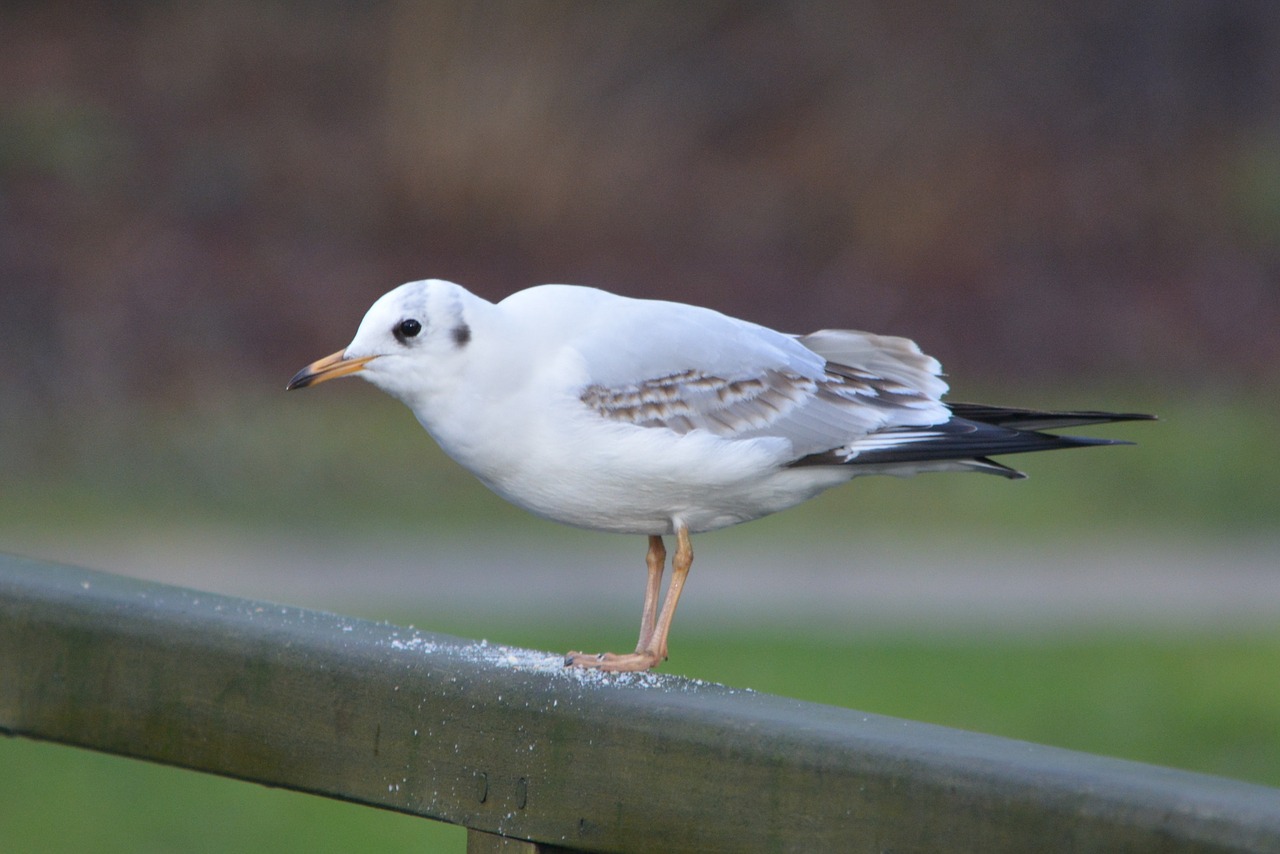 seagull bird nature free photo