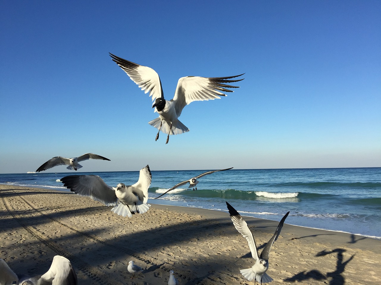 seagull beach coast free photo