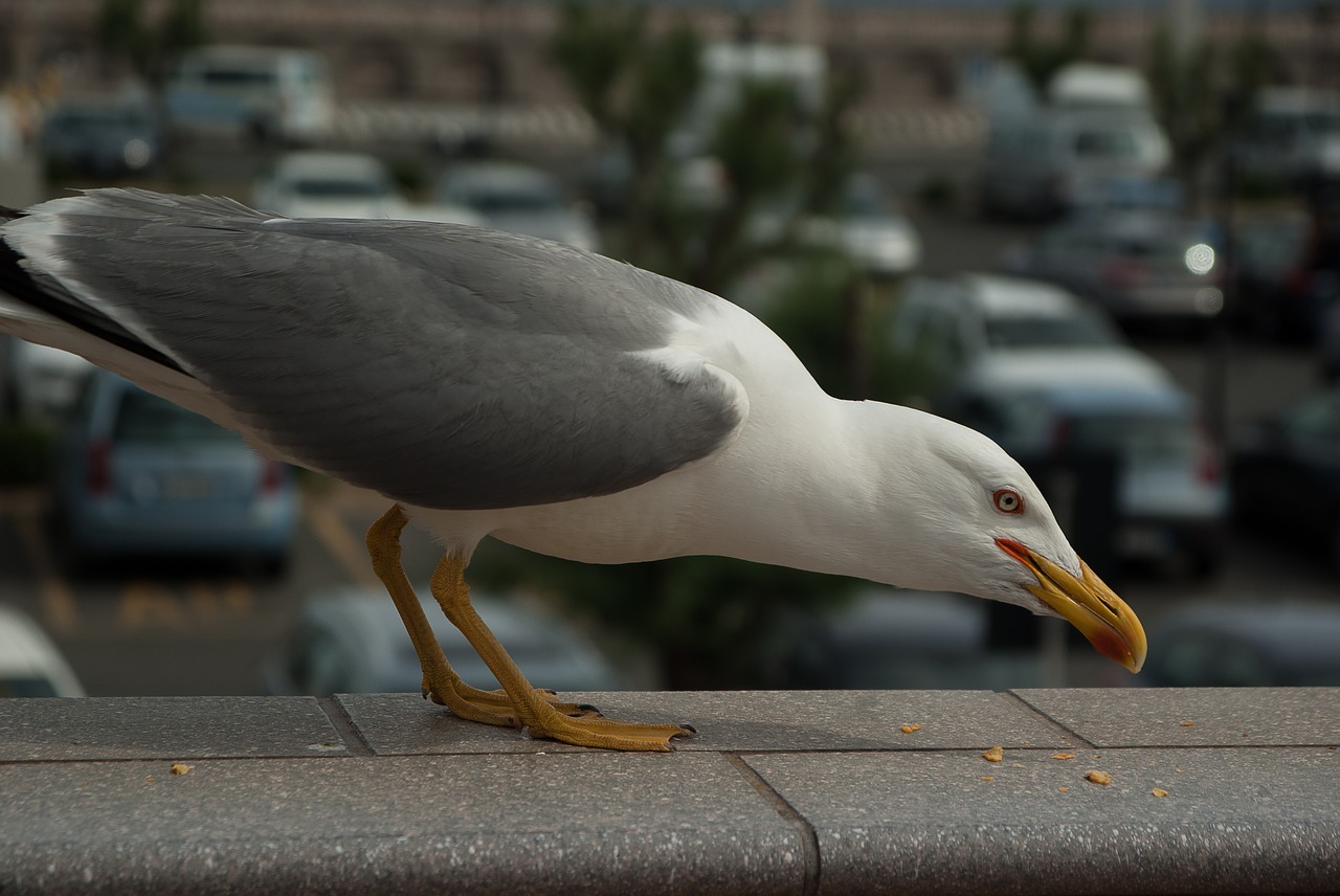 seagull sea ​​bird beak free photo