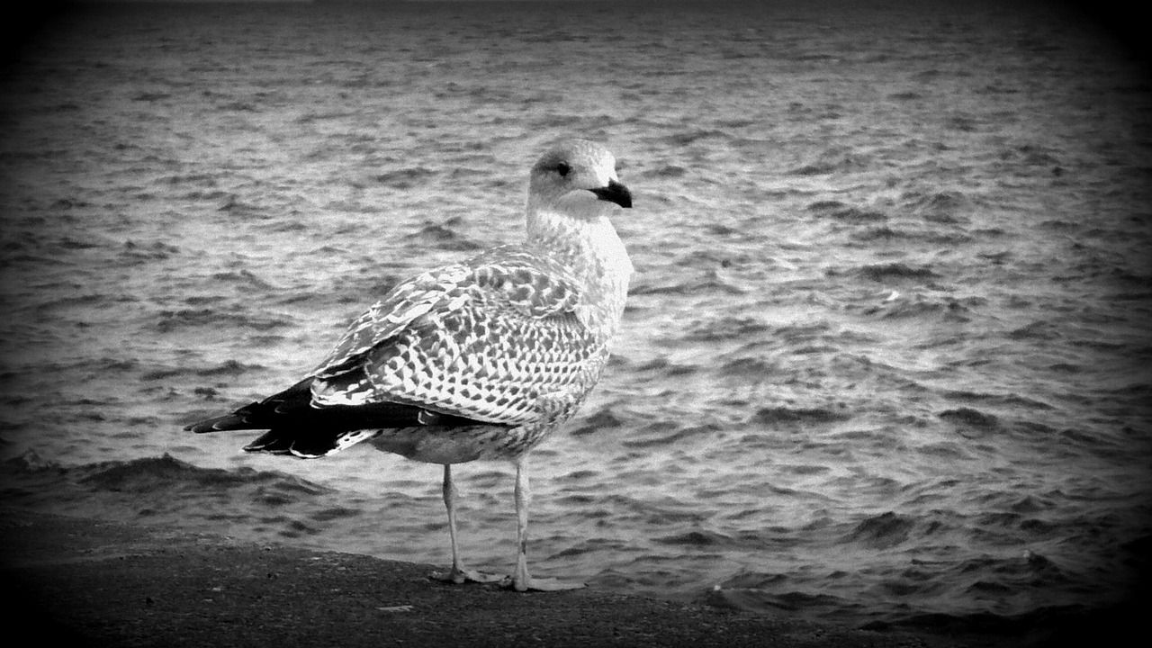 seagull beach the baltic sea free photo