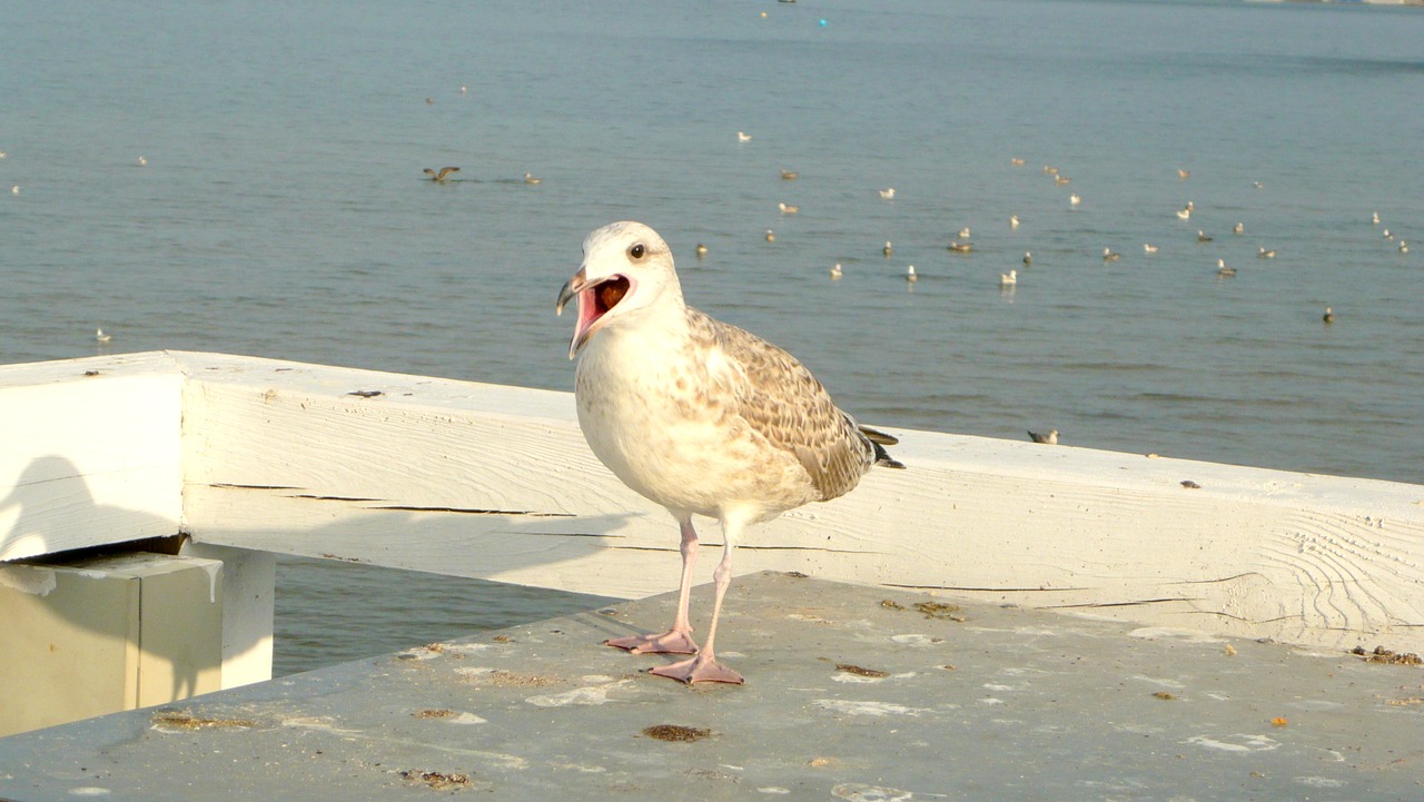 seagull the pier sopot free photo