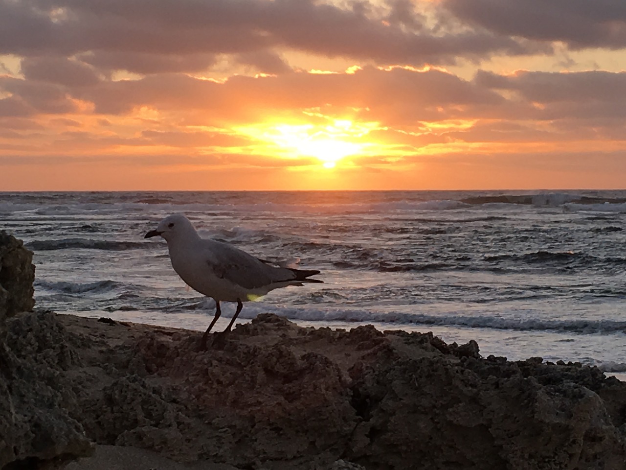 seagull sunset sun free photo