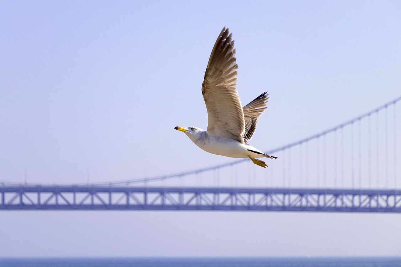 seagull bridge fly free photo