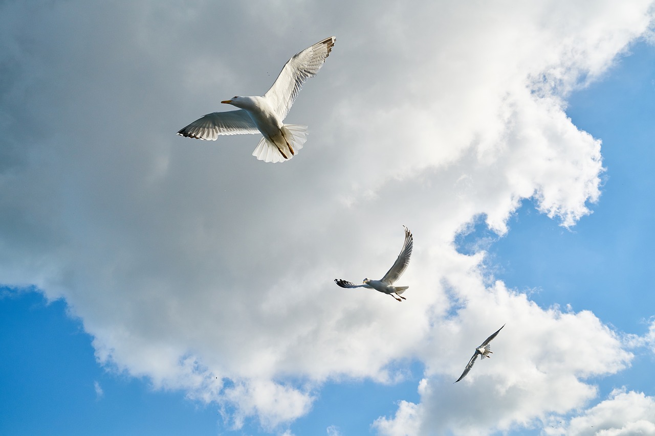 seagull bird gulls free photo