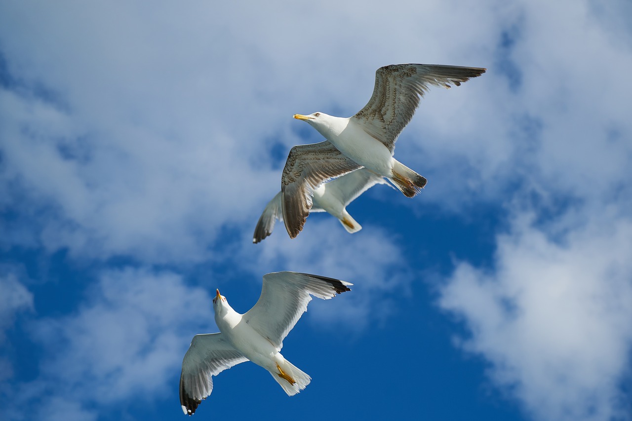 seagull bird animal portrait free photo