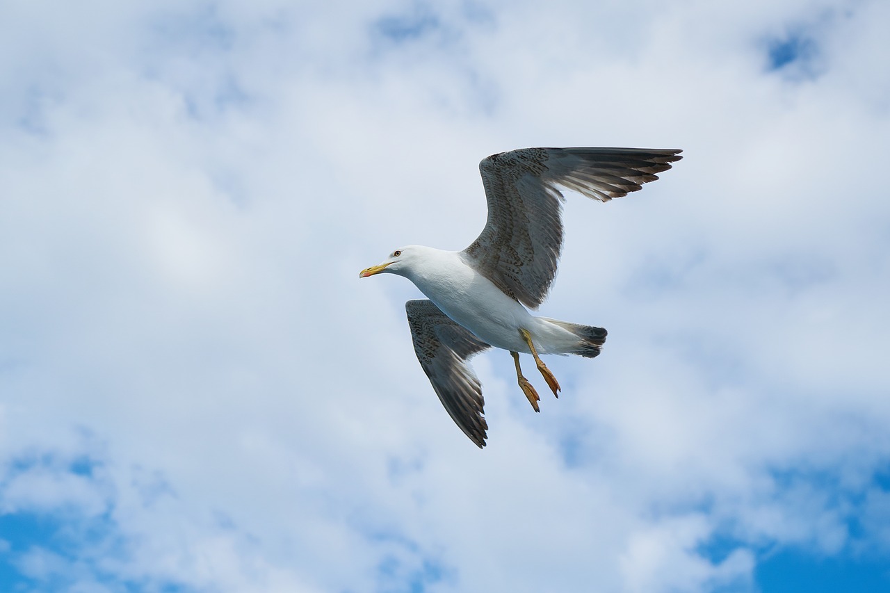 seagull bird animal portrait free photo