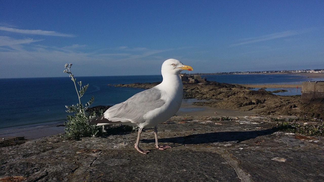 seagull part cliff free photo