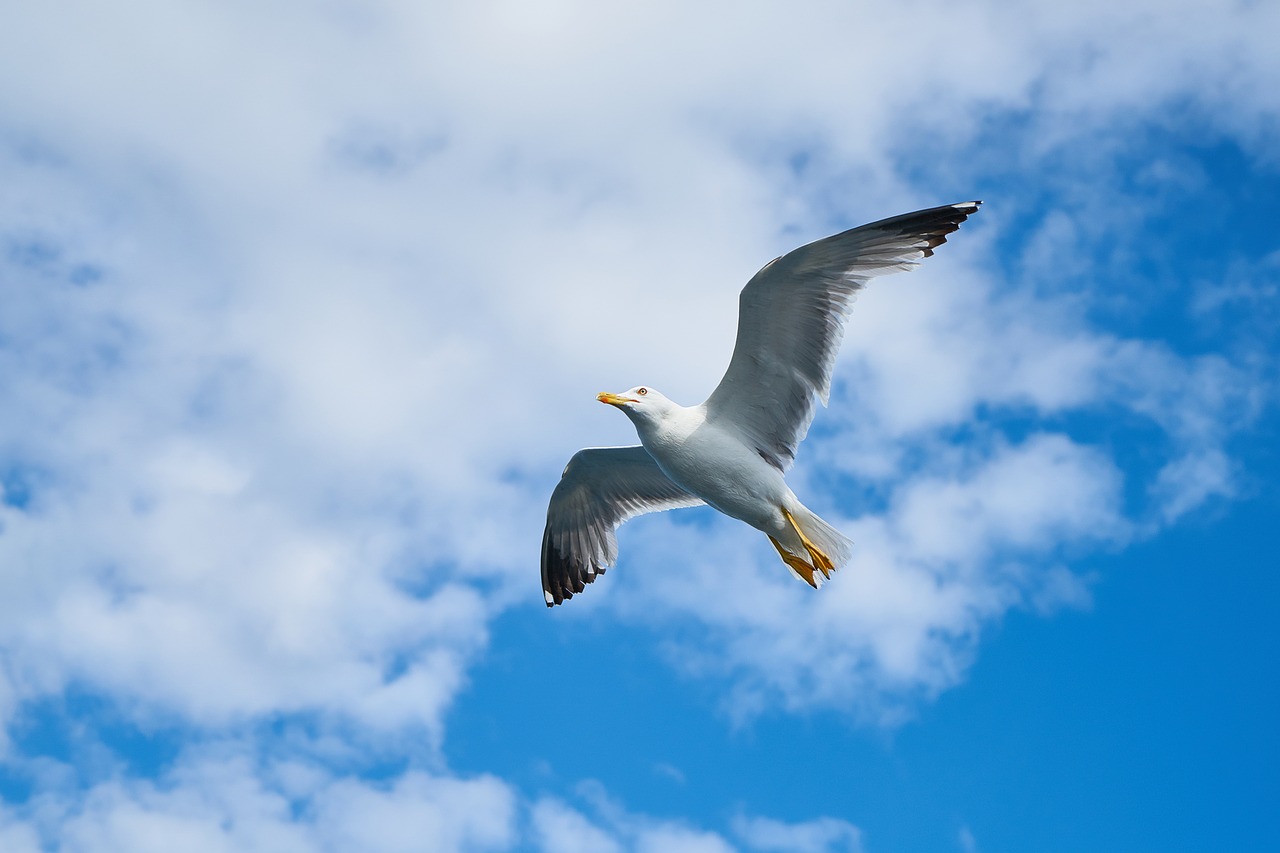 seagull wing gull bird free photo