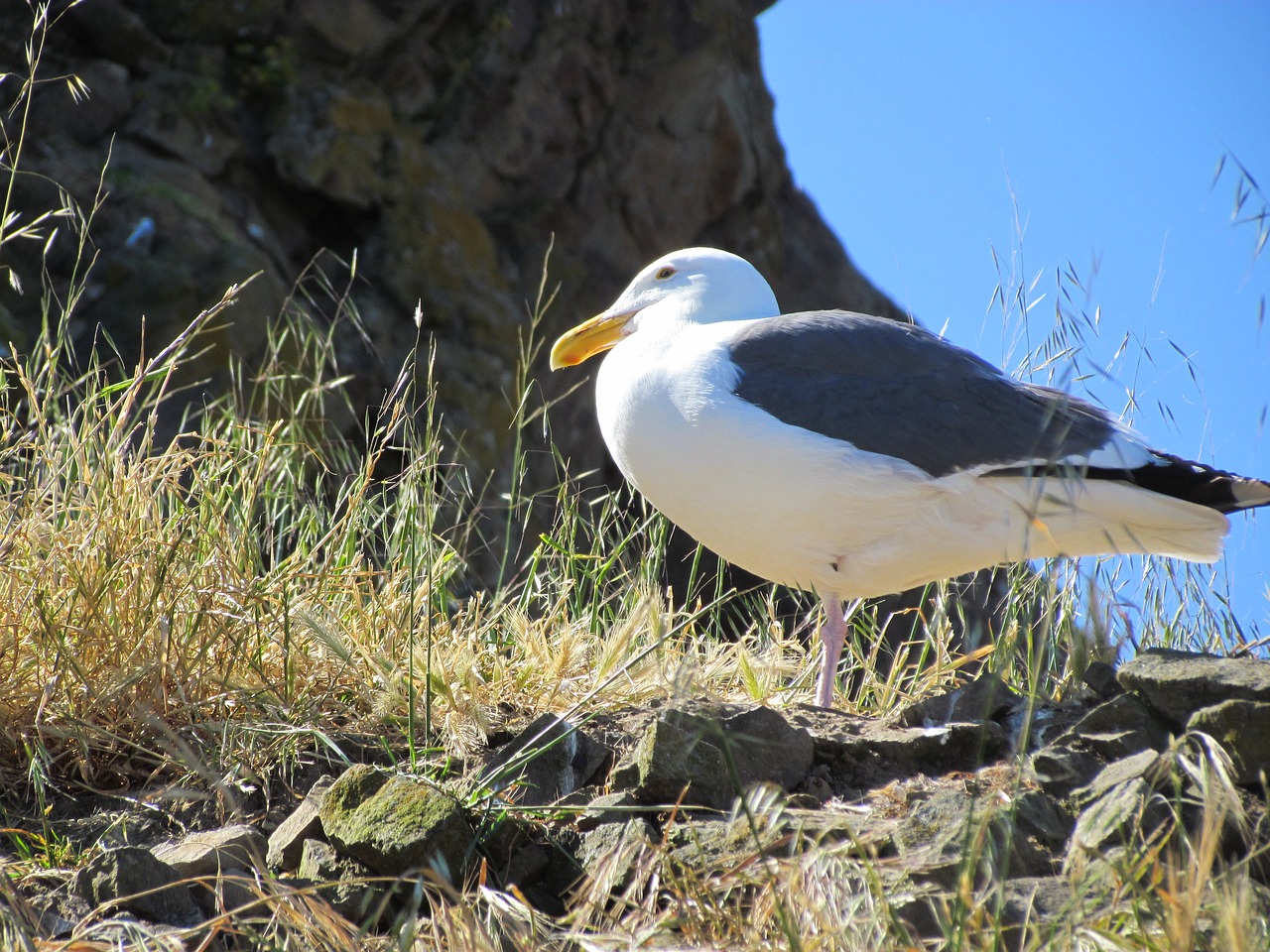 seagull rocks nature free photo