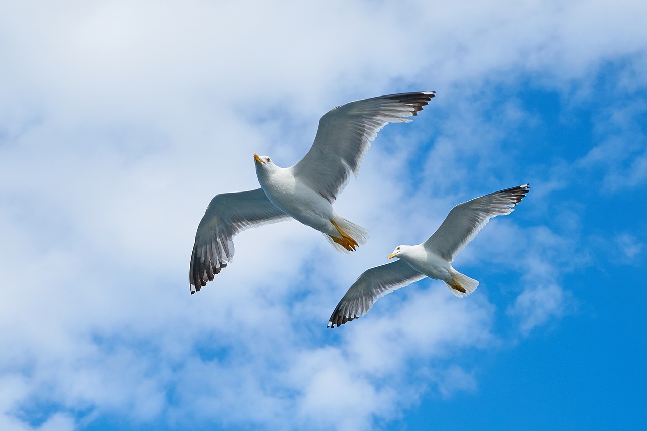 seagull bird gulls free photo